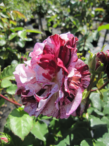 Rosa Nouveau